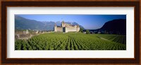 Vineyard in front of a castle, Aigle Castle, Musee de la Vigne et du Vin, Aigle, Vaud, Switzerland Fine Art Print