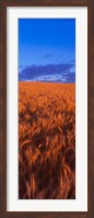 Wheat Field WA Fine Art Print