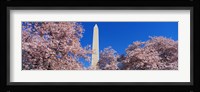Cherry Blossoms Washington Monument Fine Art Print