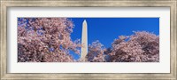 Cherry Blossoms Washington Monument Fine Art Print