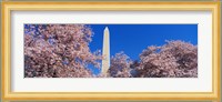 Cherry Blossoms Washington Monument Fine Art Print