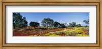 Poppy Meadow with Almond Trees, Majorca, Spain Fine Art Print
