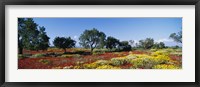 Poppy Meadow with Almond Trees, Majorca, Spain Fine Art Print