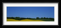 Trees on a rape field, Germany Fine Art Print