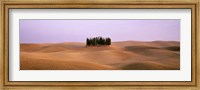 Trees on a rolling landscape, Tuscany, Italy Fine Art Print