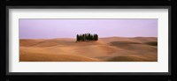 Trees on a rolling landscape, Tuscany, Italy Fine Art Print