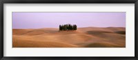 Trees on a rolling landscape, Tuscany, Italy Fine Art Print