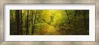 Dirt road passing through a forest, Vermont, USA Fine Art Print