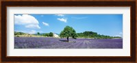 Lavender Field Provence France Fine Art Print