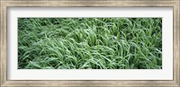 High angle view of grass, Montana, USA Fine Art Print