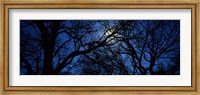 Silhouette of Oak trees, Texas, USA Fine Art Print