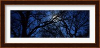 Silhouette of Oak trees, Texas, USA Fine Art Print