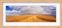 Wheat Field, Washington State, USA Fine Art Print