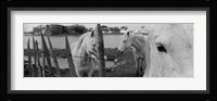 Horses, Camargue, France Fine Art Print