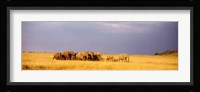 Elephant Herd, Maasai Mara Kenya Fine Art Print