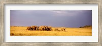 Elephant Herd, Maasai Mara Kenya Fine Art Print