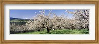 Cherry Orchard, Oregon, USA Fine Art Print