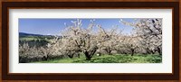 Cherry Orchard, Oregon, USA Fine Art Print