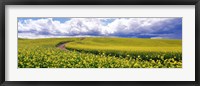 Road, Canola Field, Washington State, USA Fine Art Print