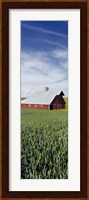 Barn in a wheat field, Washington State (vertical) Fine Art Print
