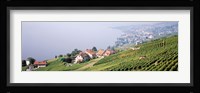 Vineyards, Lausanne, Lake Geneva, Switzerland Fine Art Print