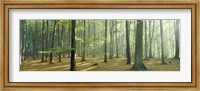 Woodlands near Annweiler Germany Fine Art Print
