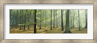 Woodlands near Annweiler Germany Fine Art Print