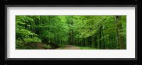 Road Through a Forest near Kassel Germany Fine Art Print