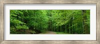 Road Through a Forest near Kassel Germany Fine Art Print
