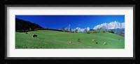 Cattle Graze in Alps Wilder Kaiser Going Austria Fine Art Print