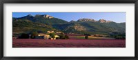 Lavender Fields And Farms, High Provence, La Drome, France Fine Art Print
