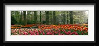 Keukenhof Garden, Lisse, The Netherlands Fine Art Print