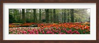 Keukenhof Garden, Lisse, The Netherlands Fine Art Print