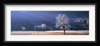 Trees With Frost, Franstanz, Tyrol, Austria Fine Art Print