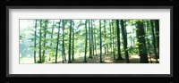 Forest Scene with Fog, Odenwald, near Heidelberg, Germany Fine Art Print
