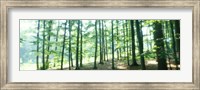 Forest Scene with Fog, Odenwald, near Heidelberg, Germany Fine Art Print