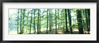 Forest Scene with Fog, Odenwald, near Heidelberg, Germany Fine Art Print