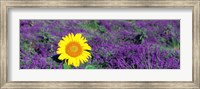 Lone sunflower in Lavender Field, France Fine Art Print