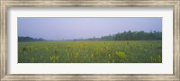 Yellow Trumpet Pitcher Plants In A Field, Apalachicola National Forest, Florida, USA Fine Art Print