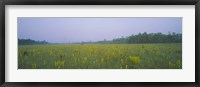 Yellow Trumpet Pitcher Plants In A Field, Apalachicola National Forest, Florida, USA Fine Art Print