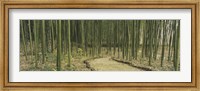 Bamboo Trees, Kyoto, Japan Fine Art Print