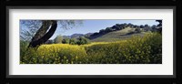 Mustard Flowers Blooming In A Field, Napa Valley, California Fine Art Print