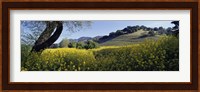 Mustard Flowers Blooming In A Field, Napa Valley, California Fine Art Print