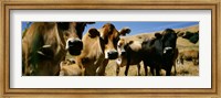 Close Up Of Cows, California, USA Fine Art Print