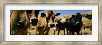 Close Up Of Cows, California, USA Fine Art Print