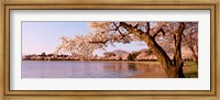 Cherry blossom tree along a lake, Potomac Park, Washington DC, USA Fine Art Print