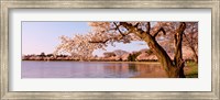 Cherry blossom tree along a lake, Potomac Park, Washington DC, USA Fine Art Print