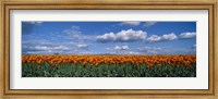 Clouds over a tulip field, Skagit Valley, Washington State, USA Fine Art Print