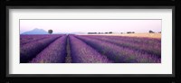 Lavender Field, Plateau De Valensole, France Fine Art Print