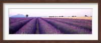Lavender Field, Plateau De Valensole, France Fine Art Print